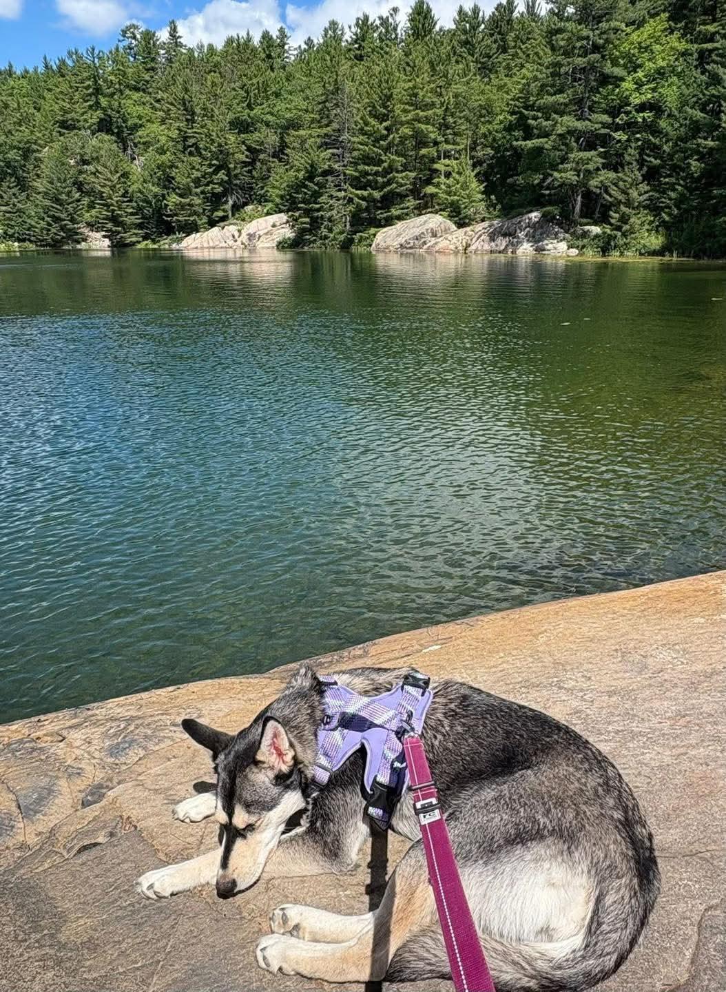 Lucy, a Adoptable mixed breed in Lively, ON image 3/3