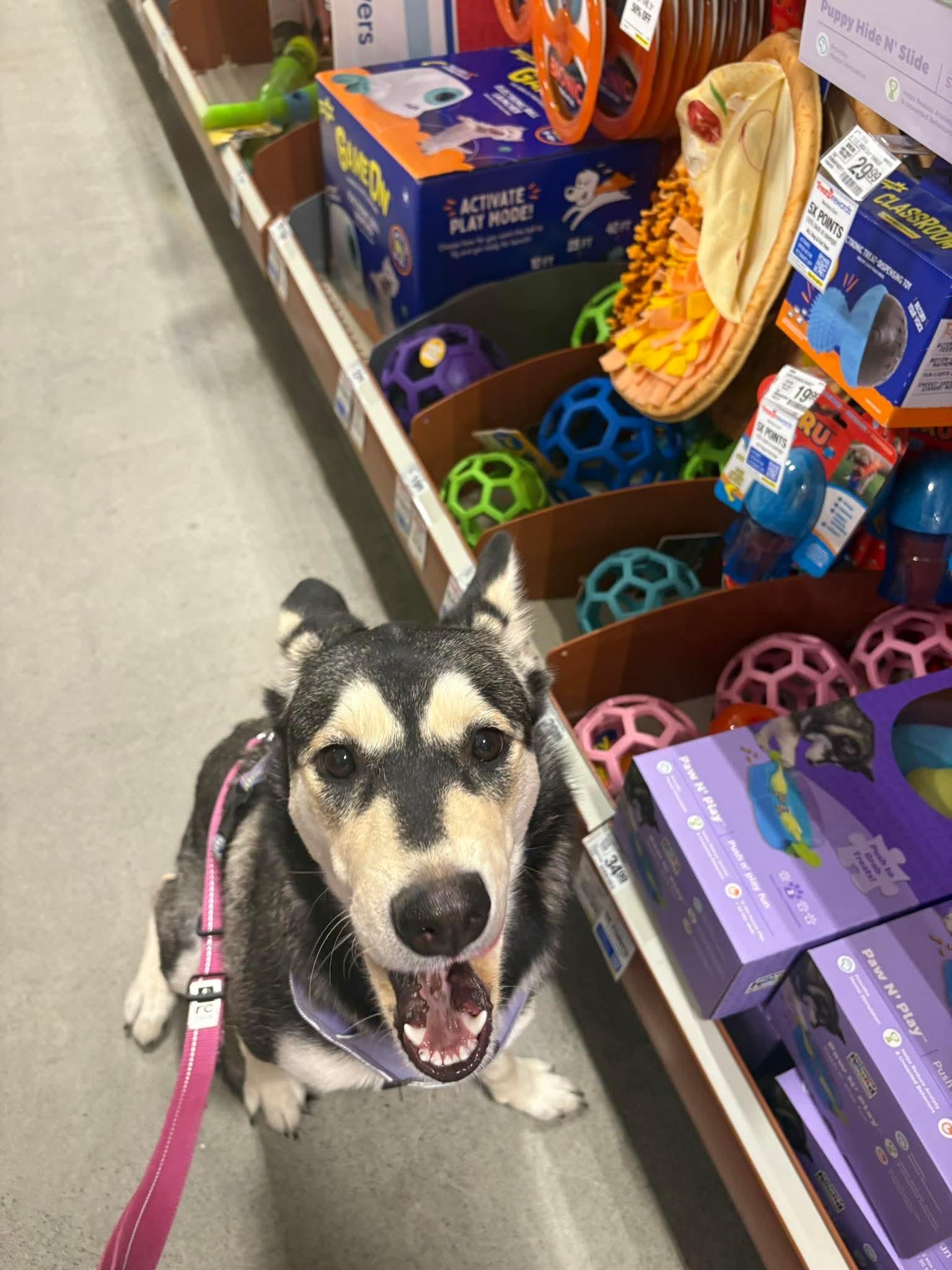 Lucy, Adoptable, Young Female Husky.