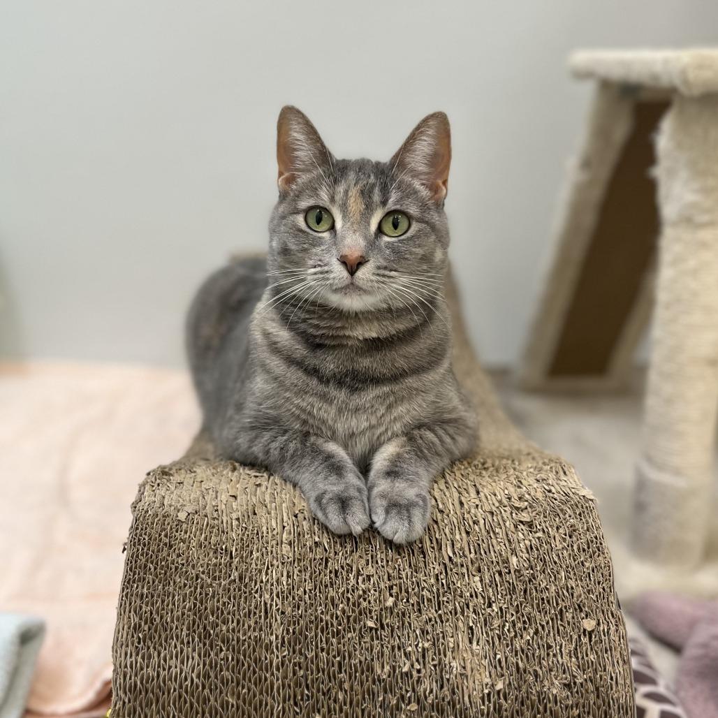 Enlarge Nero, a Adoptable Domestic Short Hair in Philadelphia, PA image 1/6