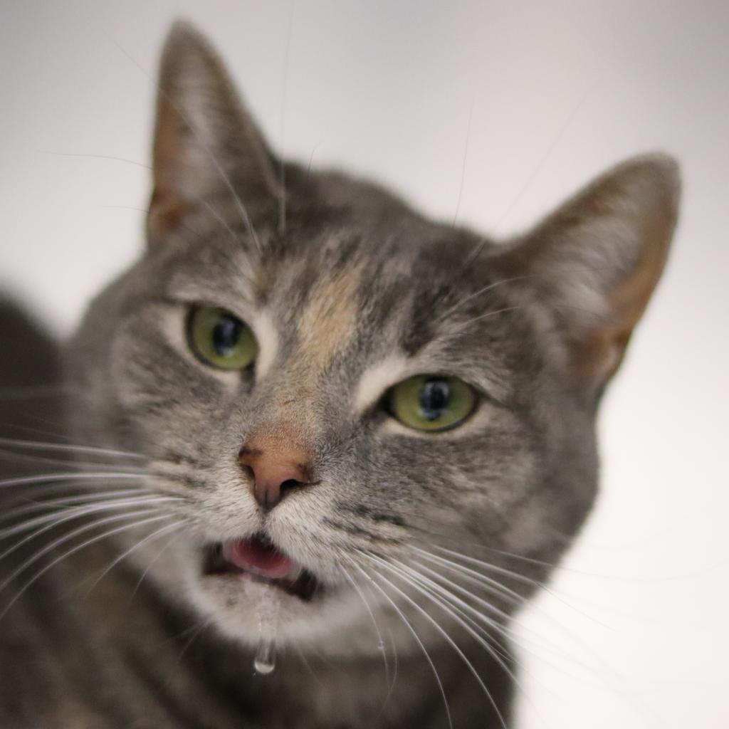 Enlarge Nero, a Adoptable Domestic Short Hair in Philadelphia, PA image 3/6