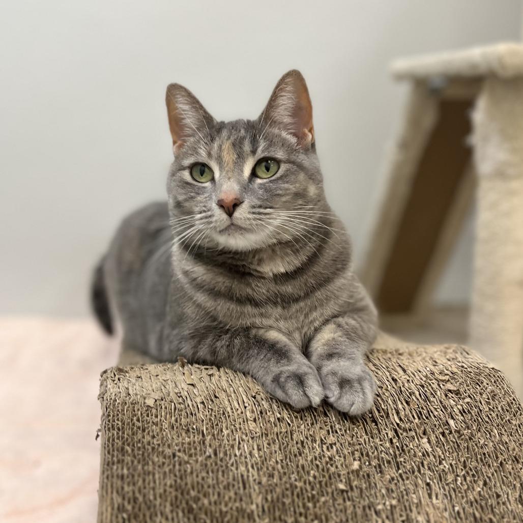 Enlarge Nero, a Adoptable Domestic Short Hair in Philadelphia, PA image 5/6