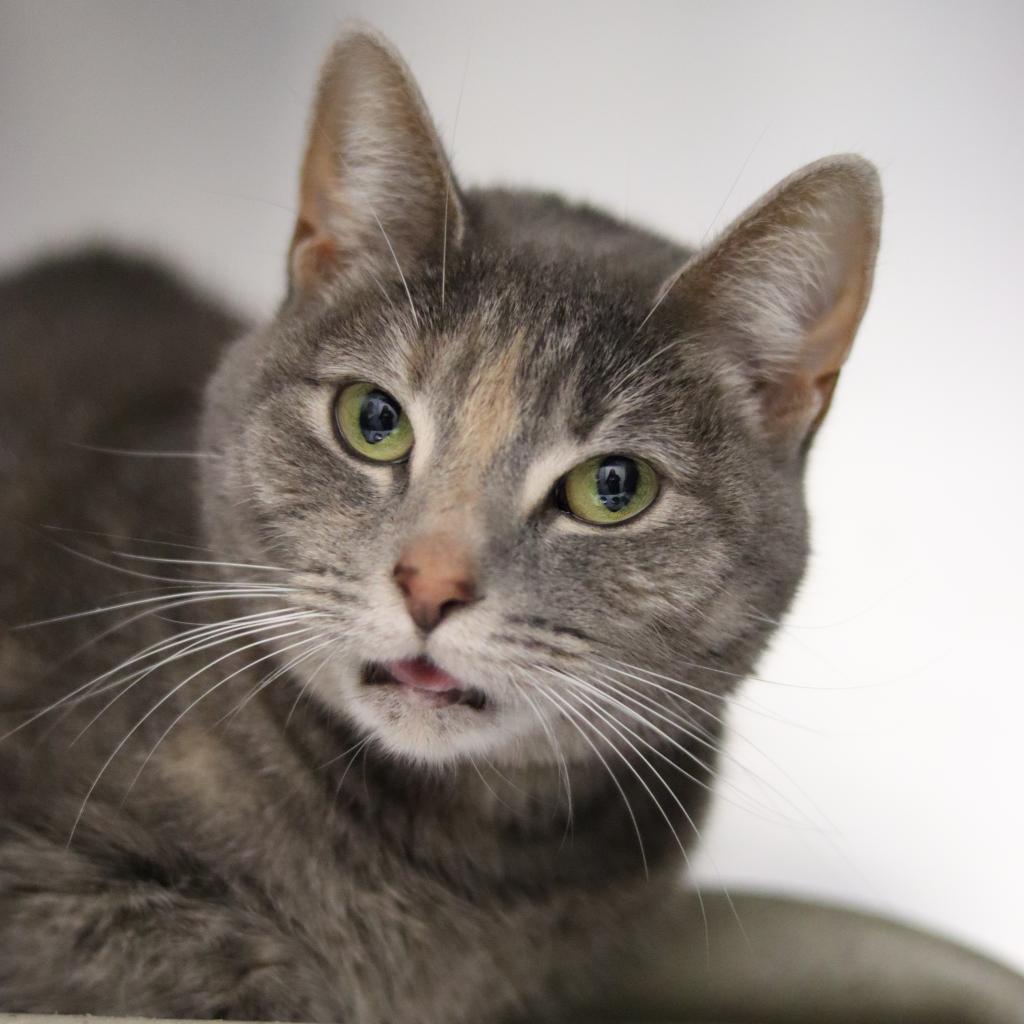 Enlarge Nero, a Adoptable Domestic Short Hair in Philadelphia, PA image 6/6