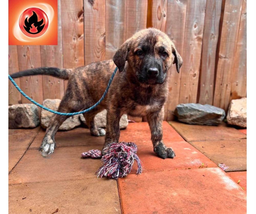 Arkanine, a Adoptable mixed breed in Milton, DE image 1/2