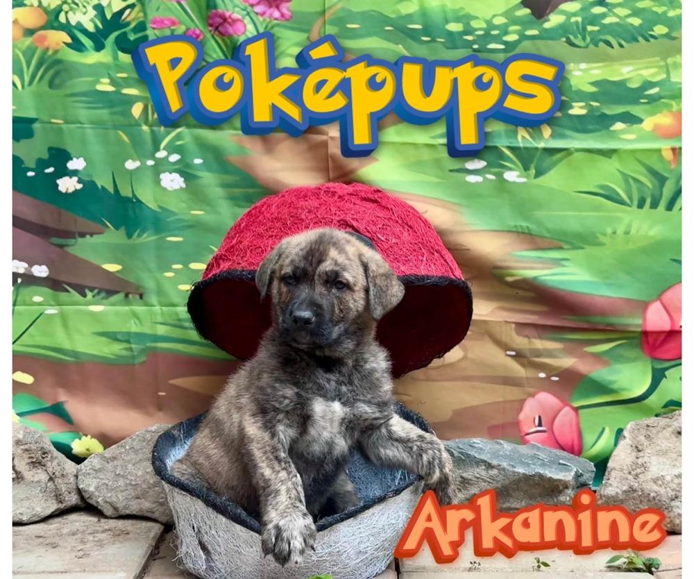 Arkanine, a Adoptable mixed breed in Milton, DE image 2/2