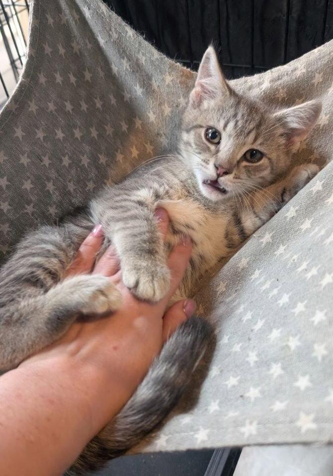 Mickey, Adoptable, Kitten Male American Shorthair.