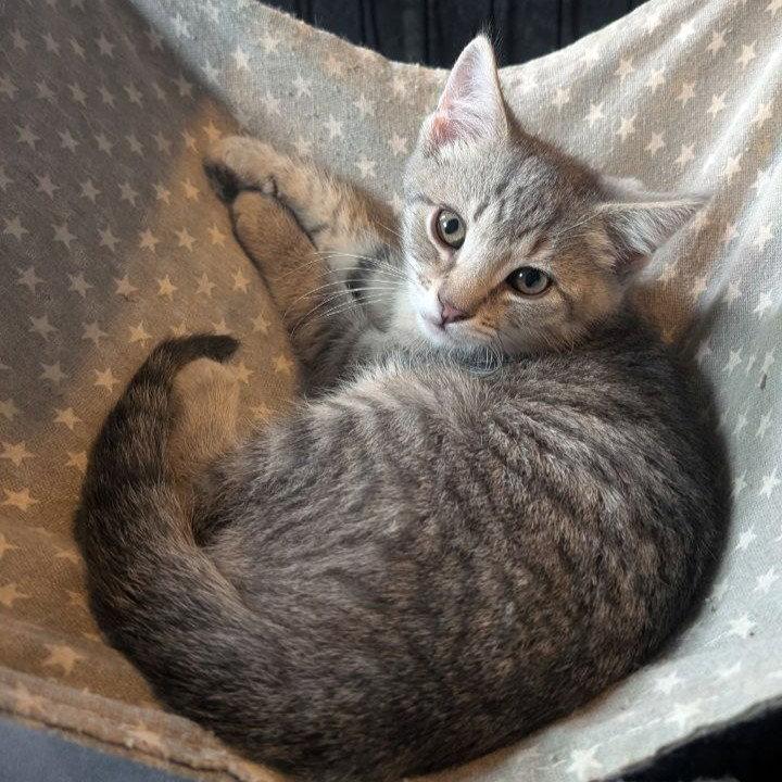 Mickey, a Adoptable American Shorthair in Pikesville, MD image 2/3