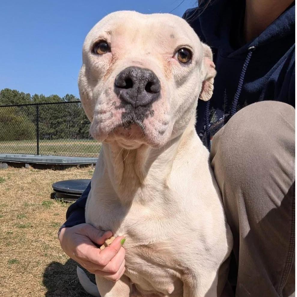 Enlarge HONEYBUN  Available NOW - ADOPTION or RESCUE!, a Adoptable Mixed Breed in Nashville, NC image 1/4