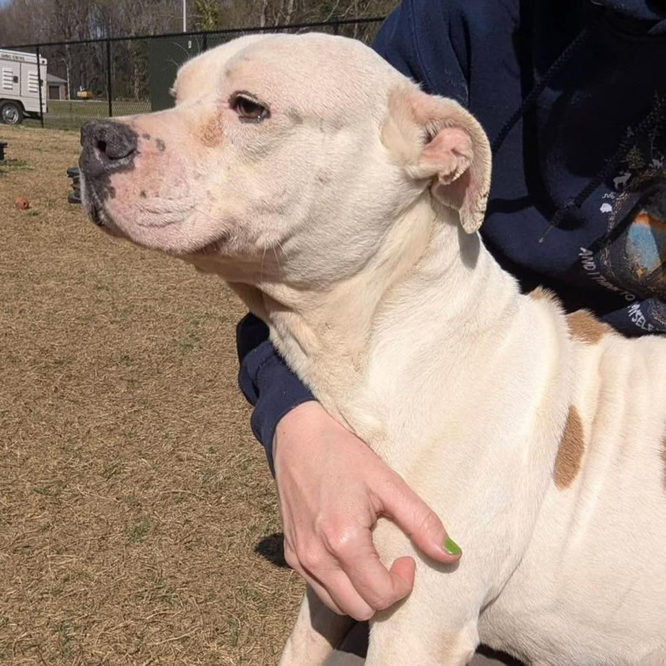 Enlarge HONEYBUN  Available NOW - ADOPTION or RESCUE!, a Adoptable Mixed Breed in Nashville, NC image 2/4
