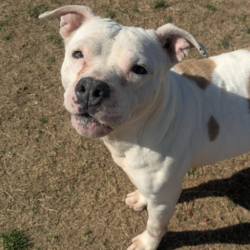 Enlarge HONEYBUN  Available NOW - ADOPTION or RESCUE!, a Adoptable Mixed Breed in Nashville, NC image 3/4