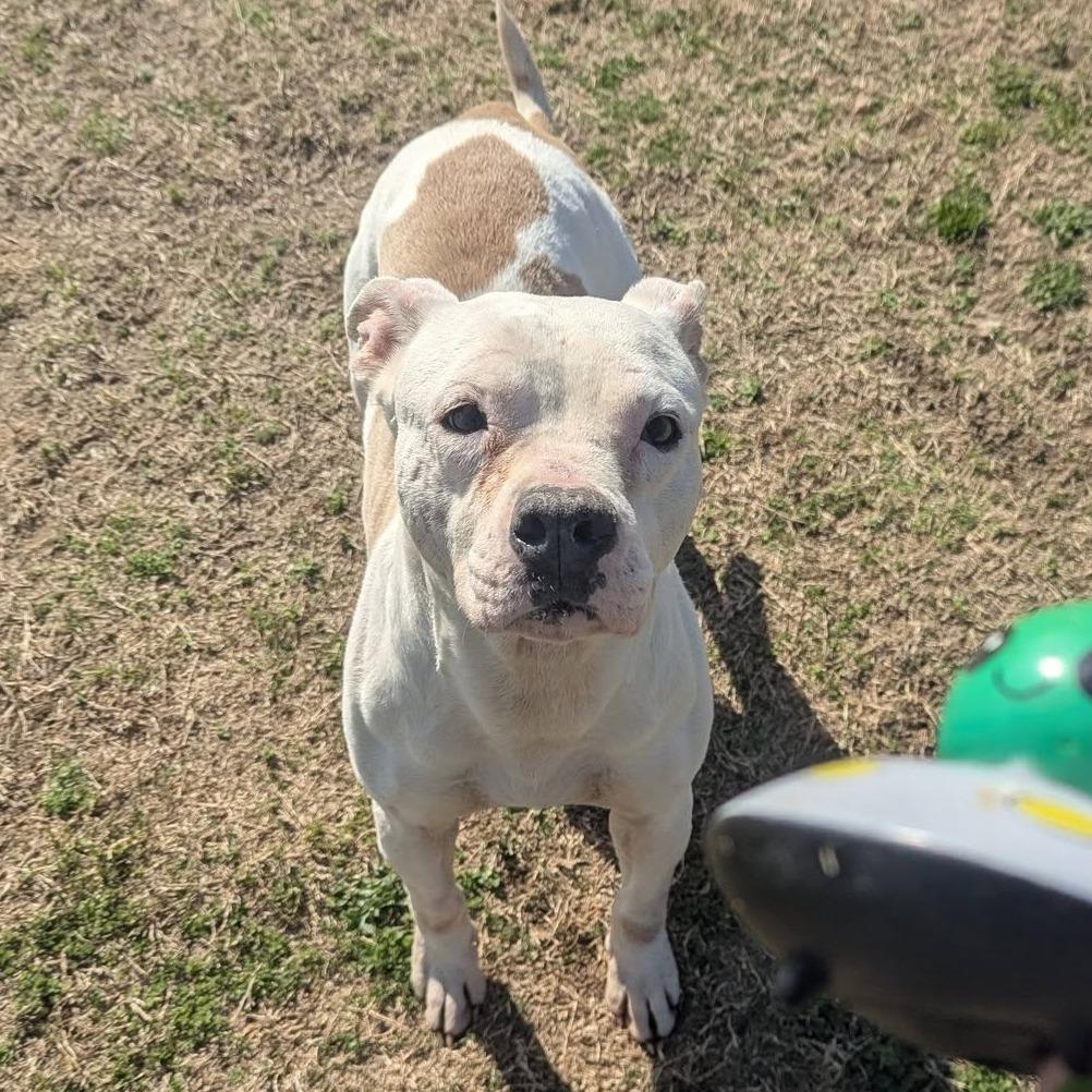 Enlarge HONEYBUN  Available NOW - ADOPTION or RESCUE!, a Adoptable Mixed Breed in Nashville, NC image 4/4