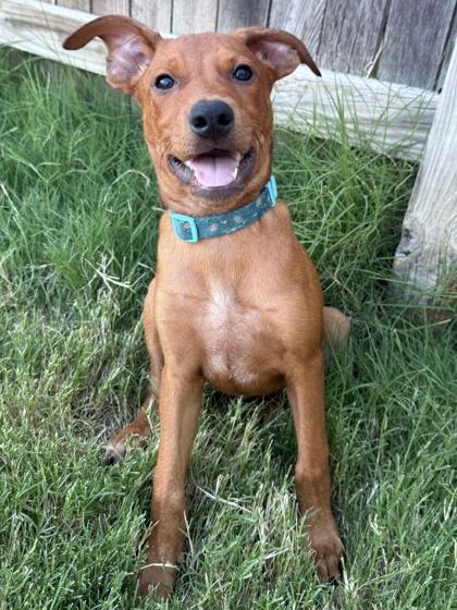 Kale 51328, Adoptable, Young Male Mixed Breed.