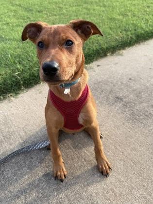 Kale 51328, a Adoptable Mixed Breed in Oklahoma City, OK image 2/3