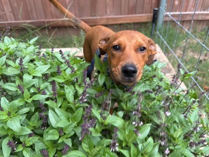 Kale 51328, a Adoptable Mixed Breed in Oklahoma City, OK image 3/3