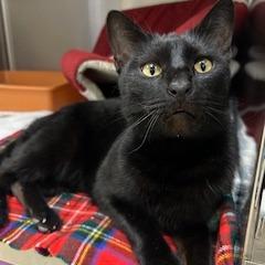 Ziggy, Adoptable, Adult Male Domestic Short Hair.
