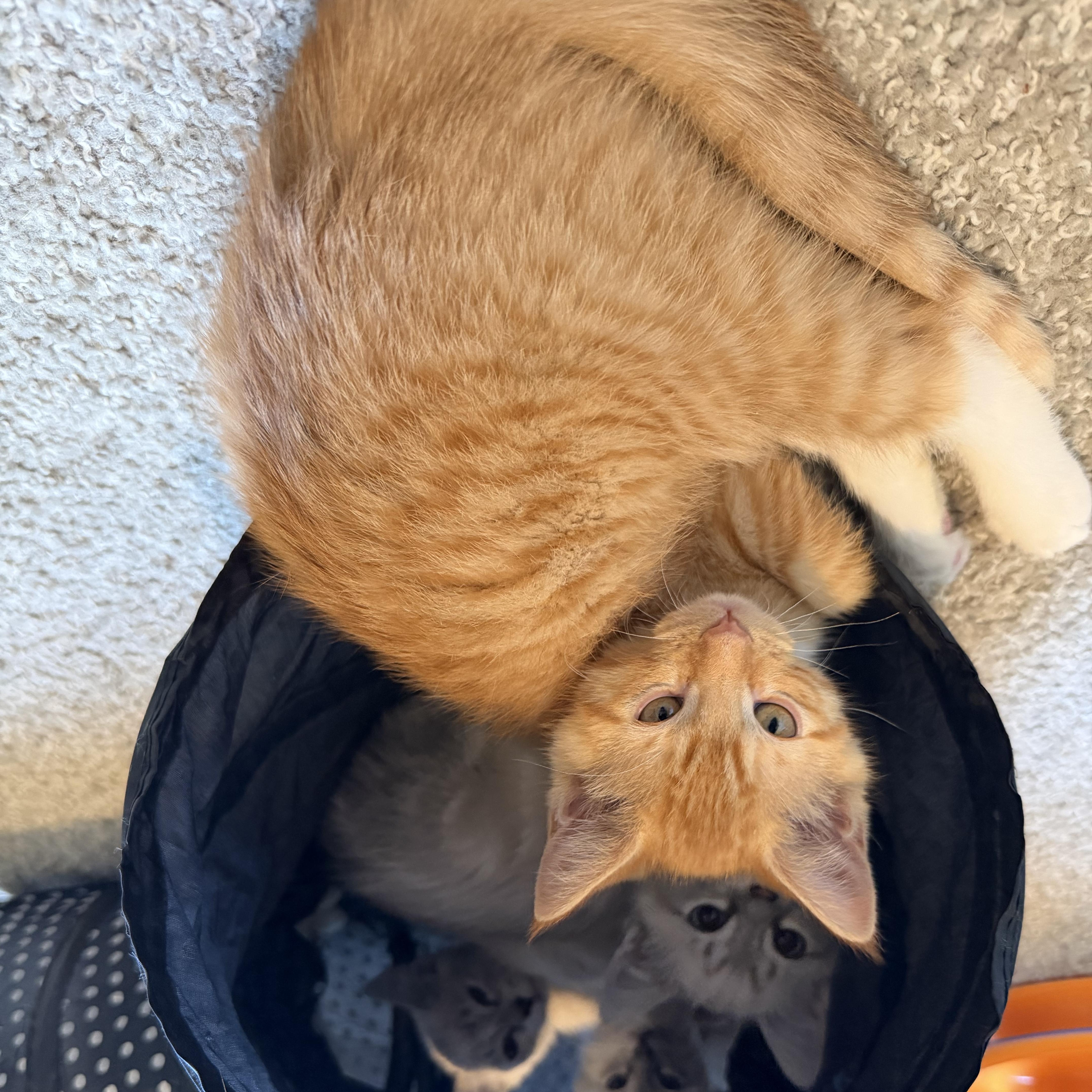 Coppertone, a Adoptable mixed breed in Midvale, UT image 3/6