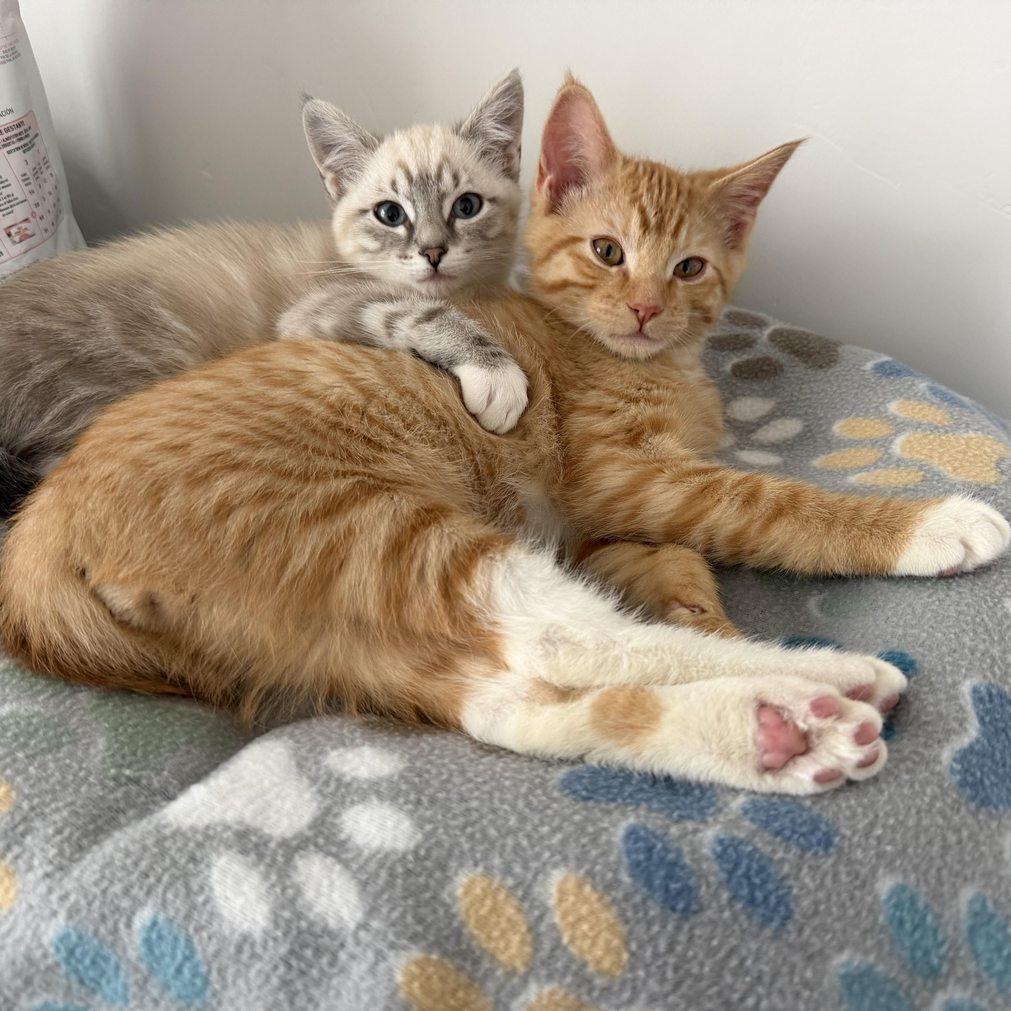 Coppertone, a Adoptable mixed breed in Midvale, UT image 2/6