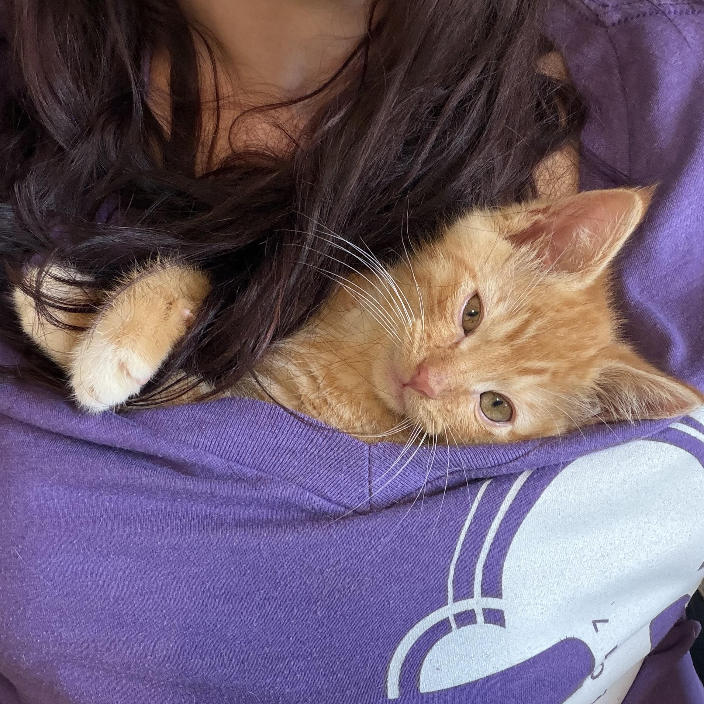 Coppertone, Adoptable, Kitten Male Domestic Short Hair & Tabby.