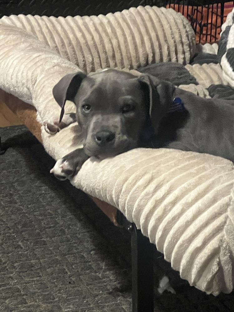 Brutus, Adoptable, Puppy Male Pit Bull Terrier.