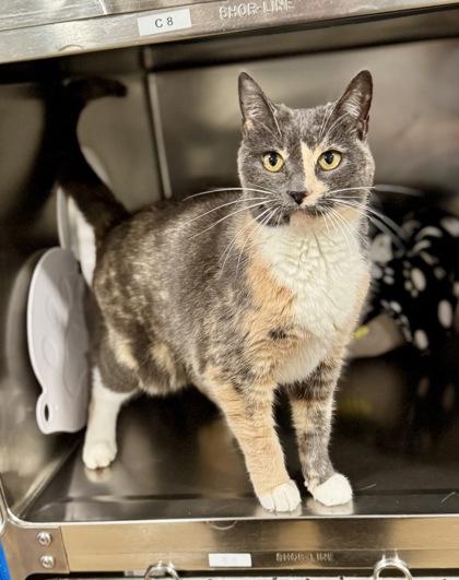 Enlarge Snickerdoodle, a ADOPTABLE Calico in Bishop, GA image 1/2