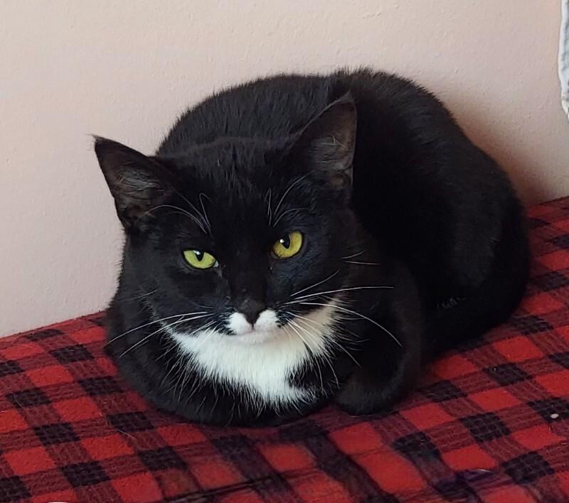 Chaplin — thumbnail 2