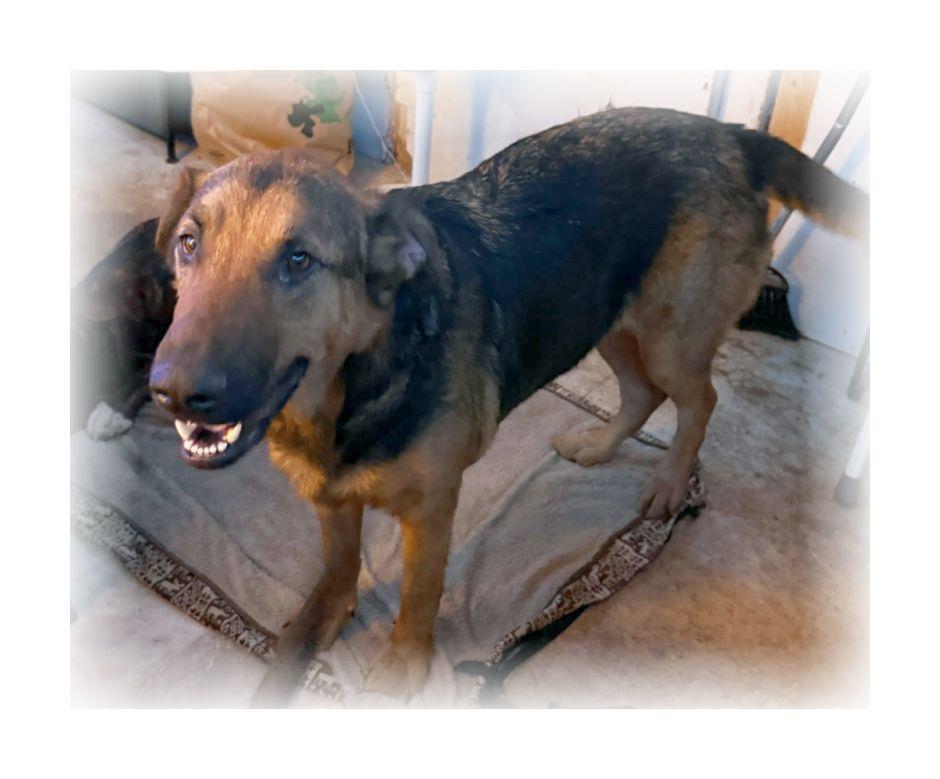 Enlarge Nalu, a ADOPTABLE German Shepherd Dog in Melbourne, AR image 2/3