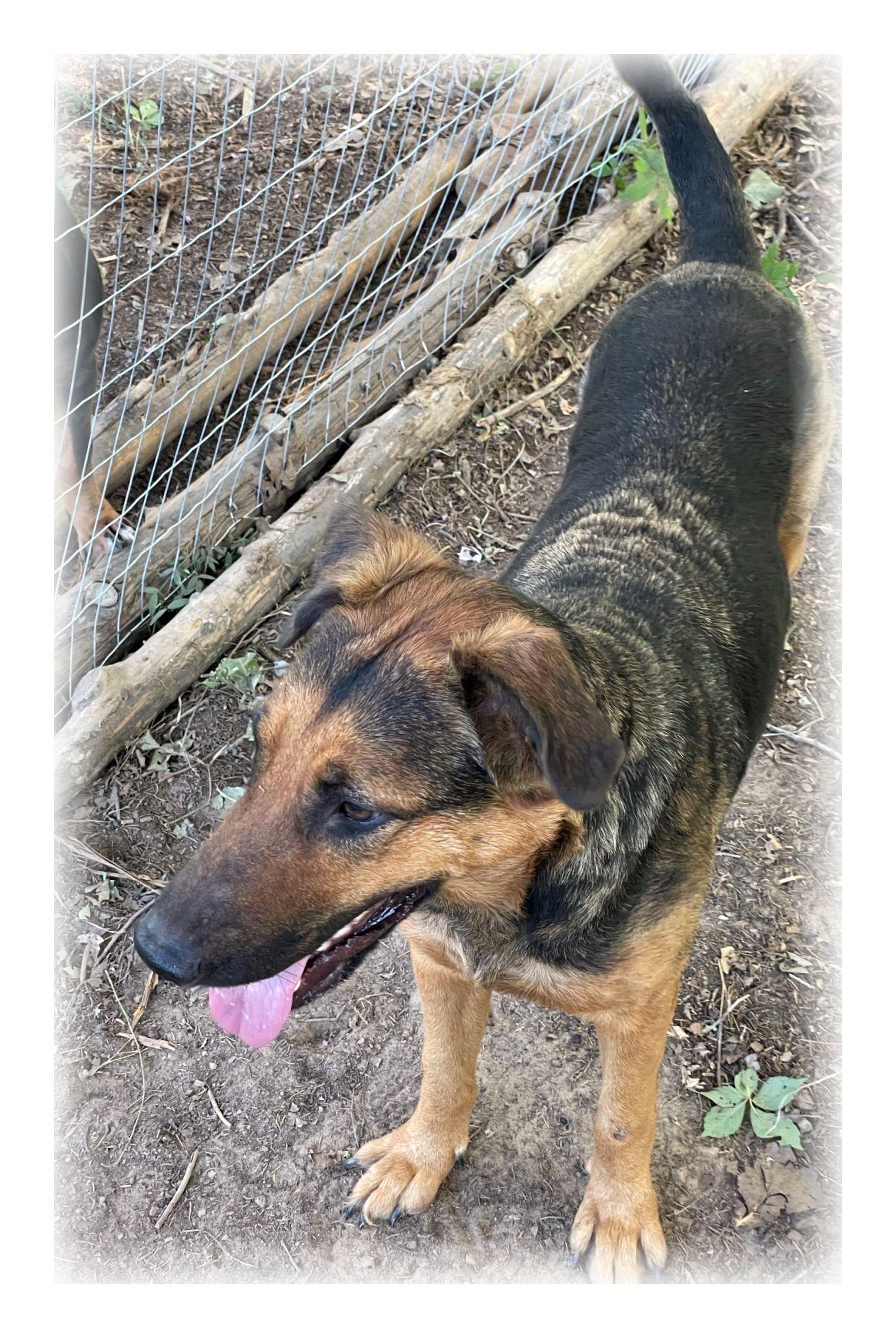 Nalu, ADOPTABLE, Young Female German Shepherd Dog.