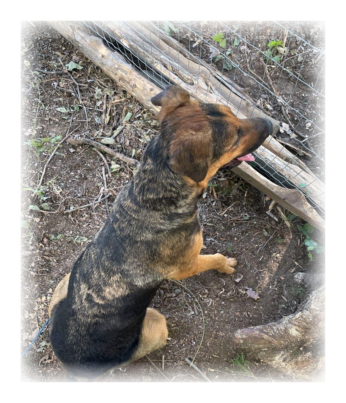 Enlarge Nalu, a ADOPTABLE German Shepherd Dog in Melbourne, AR image 3/3