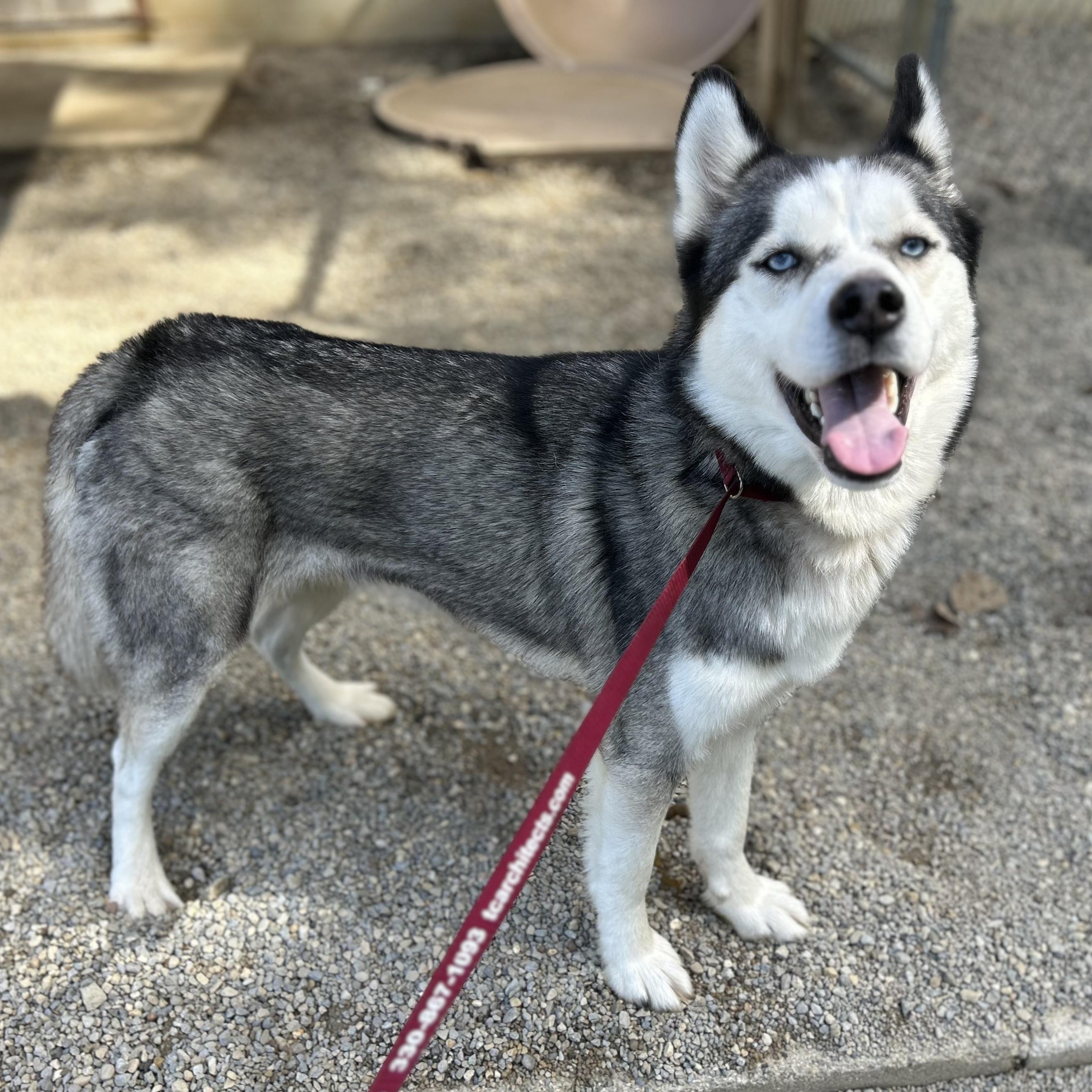 Enlarge ASPEN, a Adoptable mixed breed in Wilmington, OH image 4/5