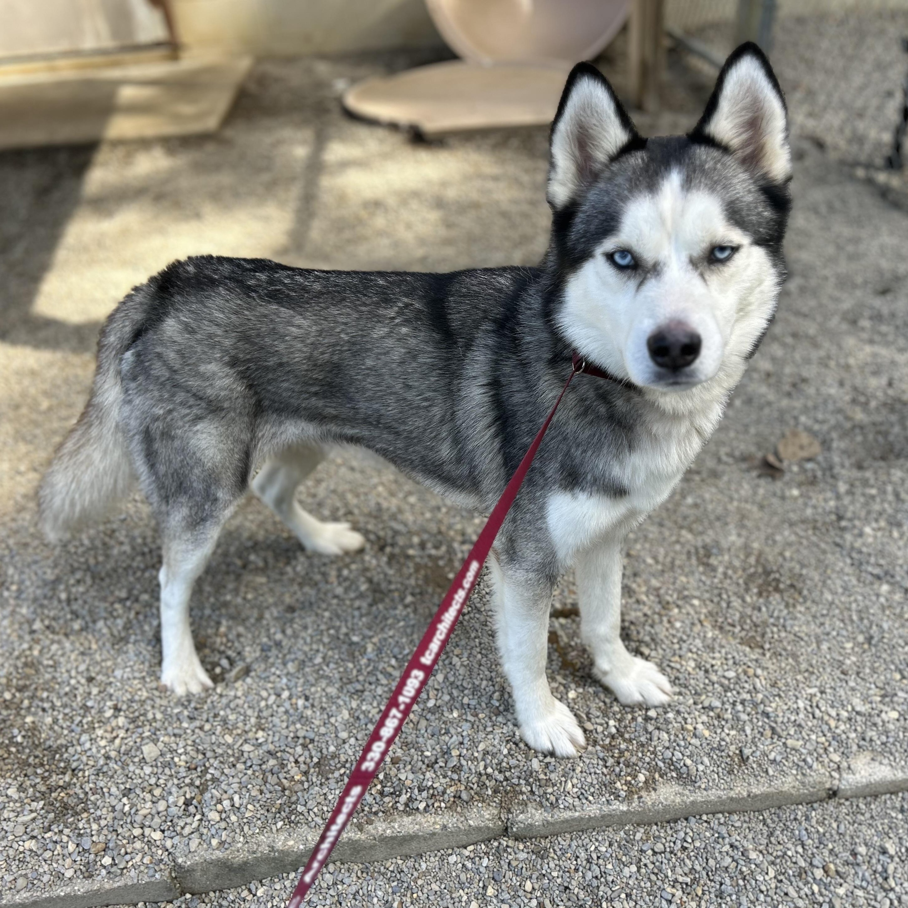 ASPEN, Adoptable, Young Male Siberian Husky & Husky.