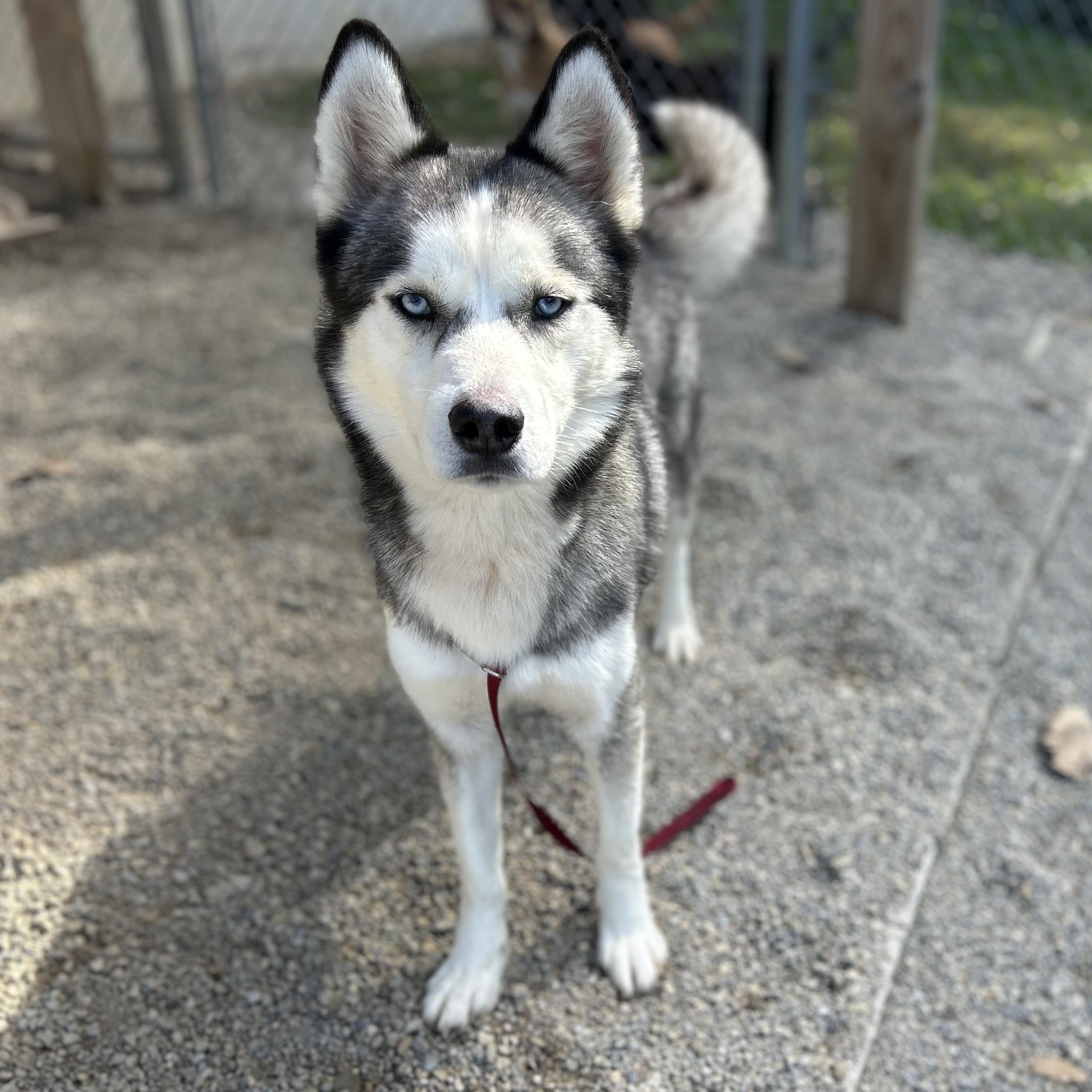 Enlarge ASPEN, a Adoptable mixed breed in Wilmington, OH image 2/5
