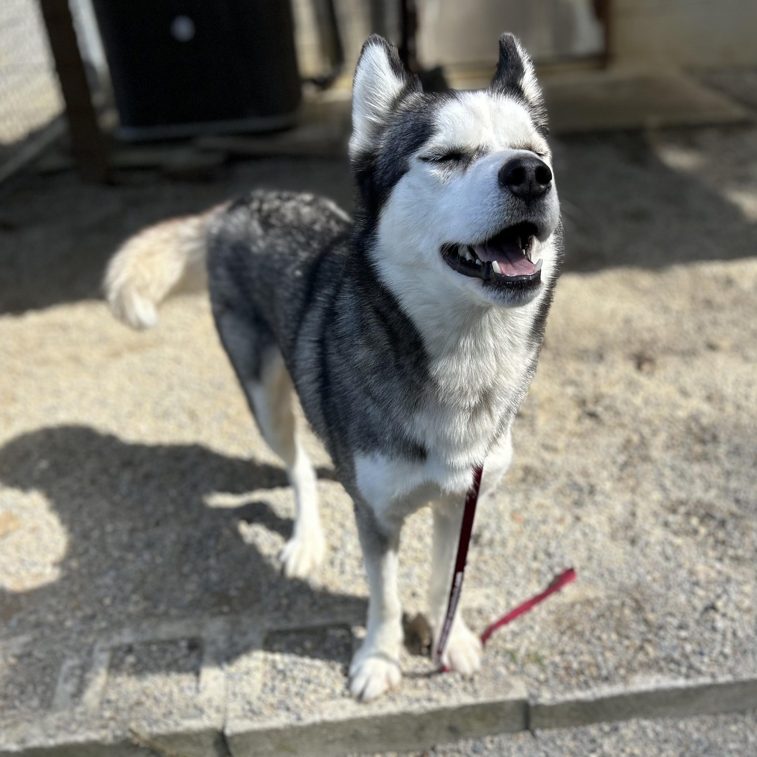Enlarge ASPEN, a Adoptable mixed breed in Wilmington, OH image 5/5