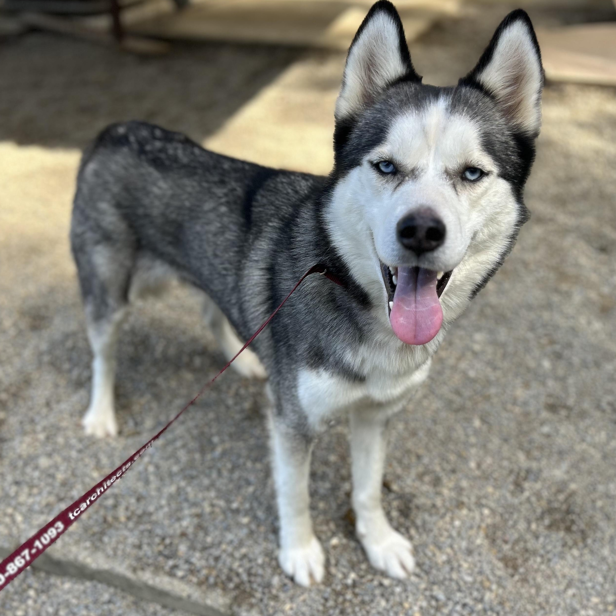 Enlarge ASPEN, a Adoptable mixed breed in Wilmington, OH image 3/5