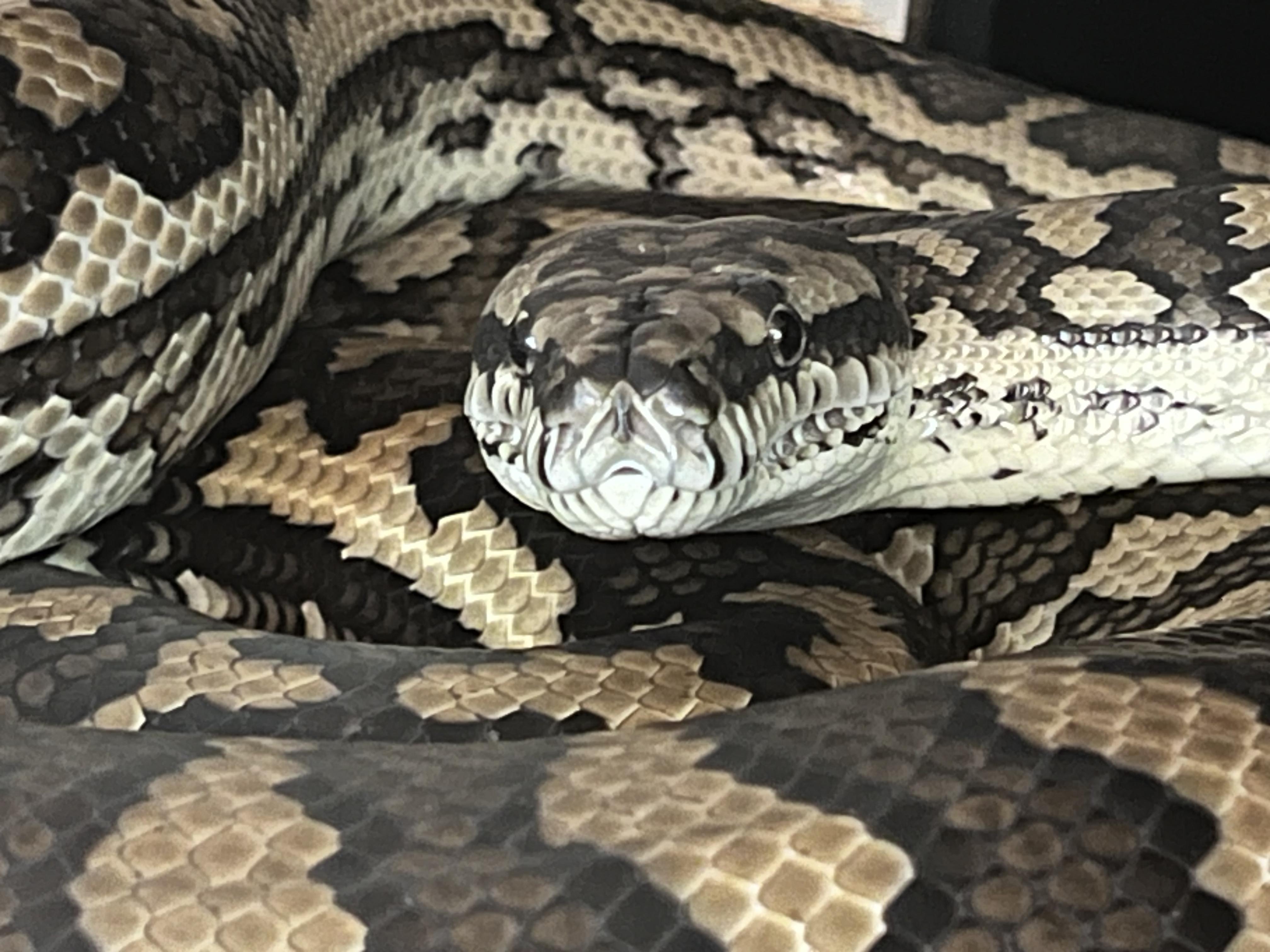 Jack Carpet Python, Adult Male unknown
