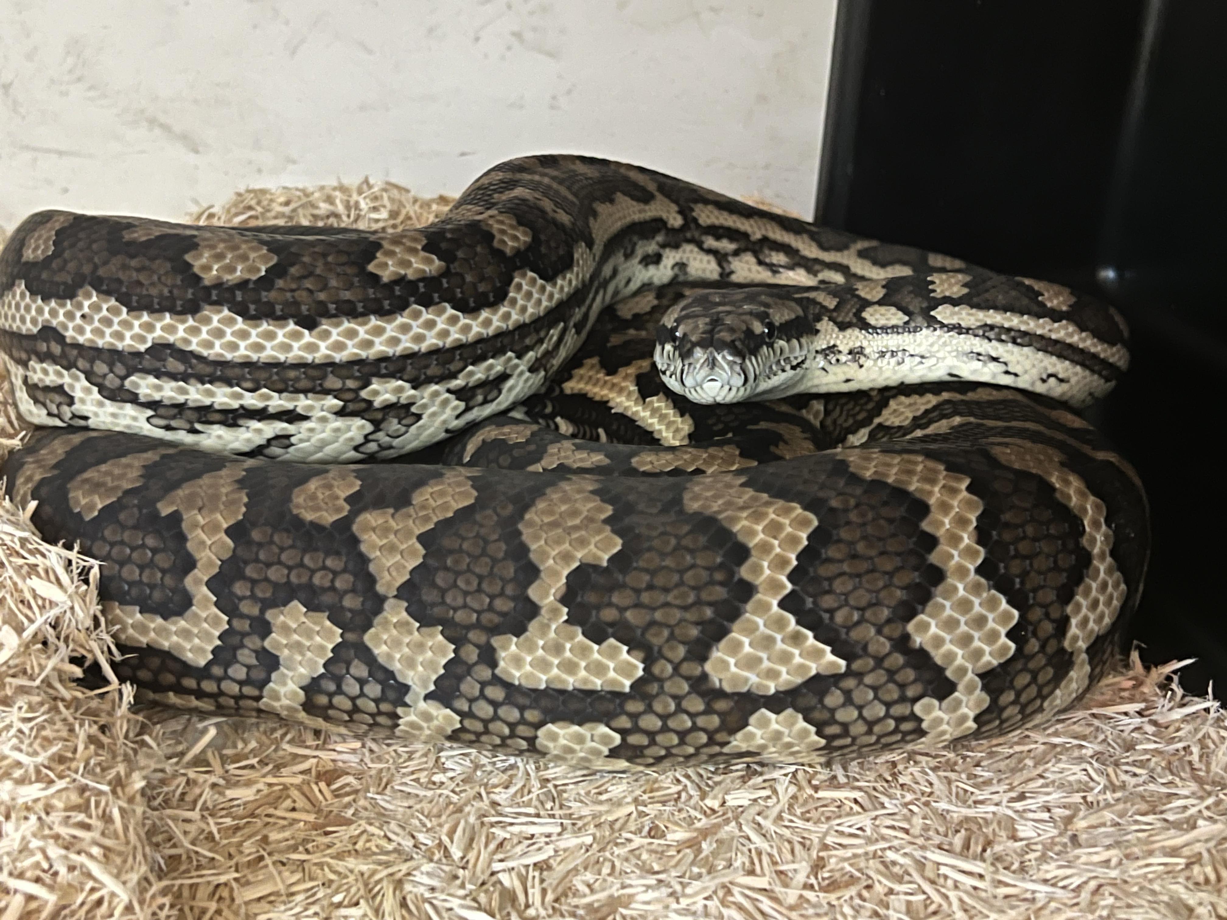 Jack Carpet Python photo 2
