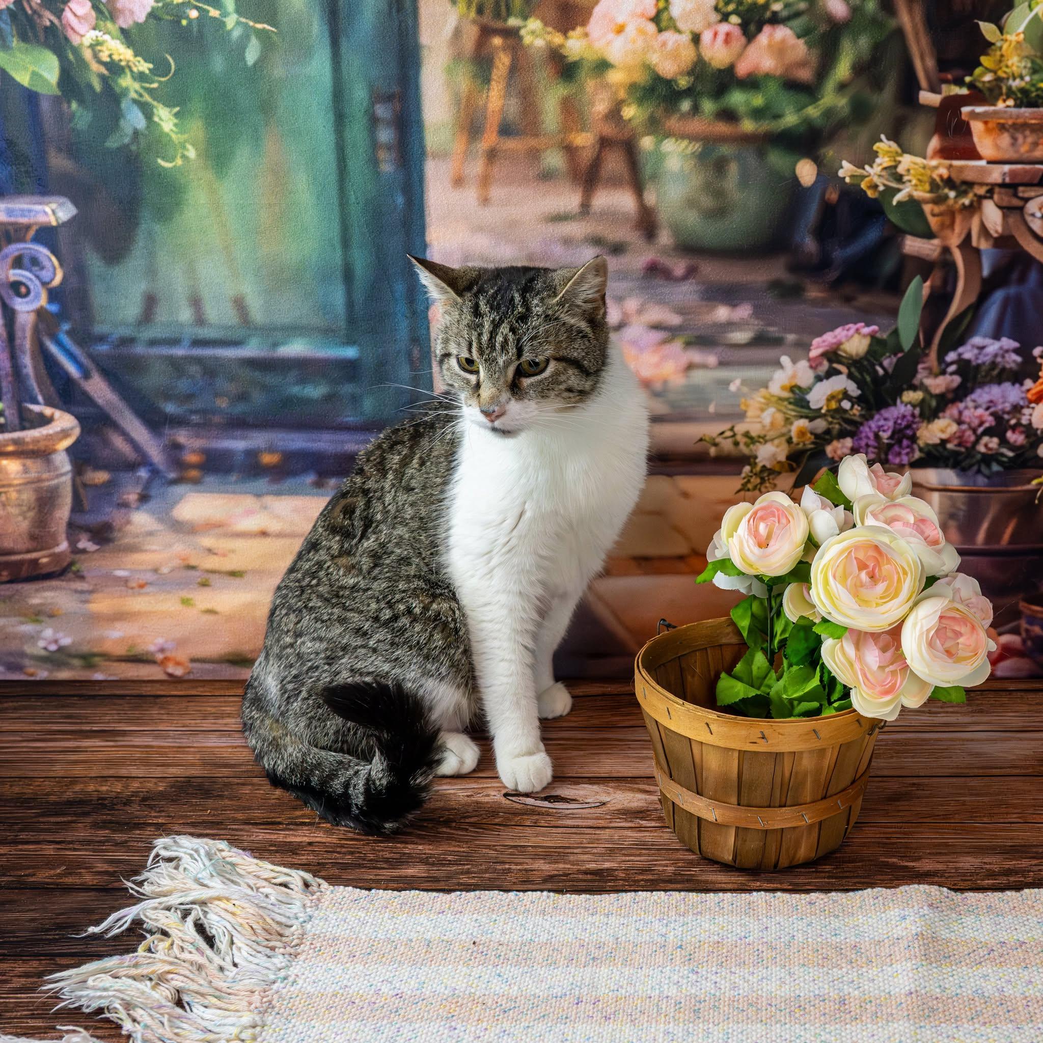 Enlarge Murphy, a ADOPTABLE Domestic Short Hair in Lapeer, MI image 2/4