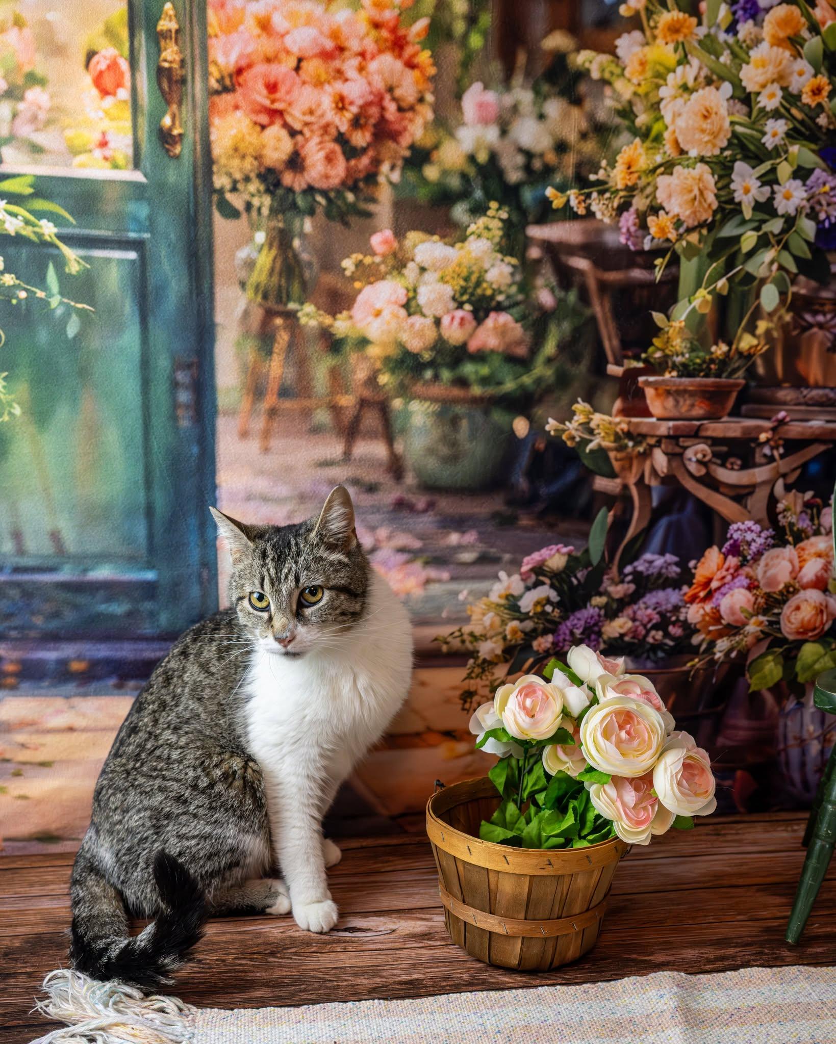 Enlarge Murphy, a ADOPTABLE Domestic Short Hair in Lapeer, MI image 3/4
