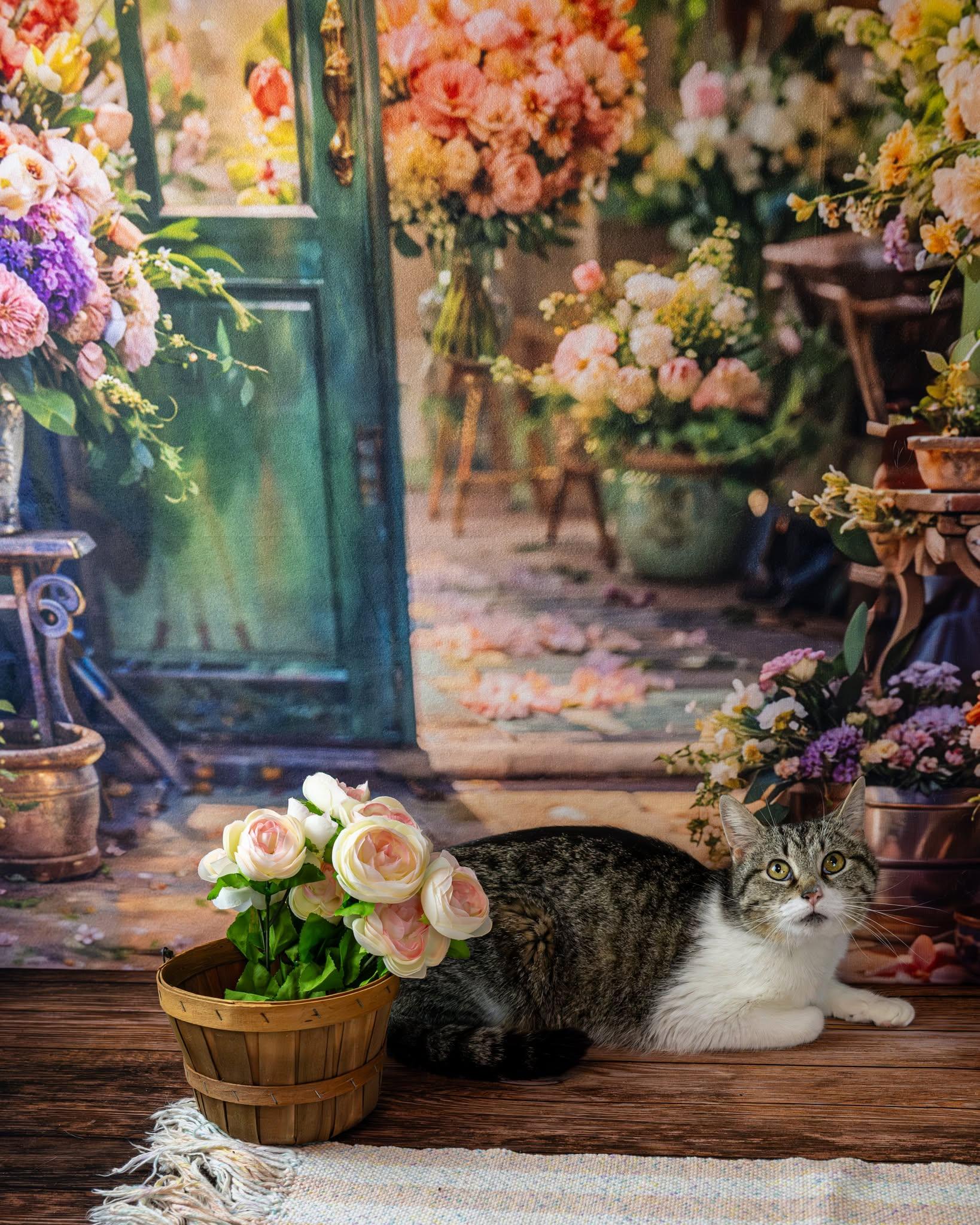 Enlarge Murphy, a ADOPTABLE Domestic Short Hair in Lapeer, MI image 1/4