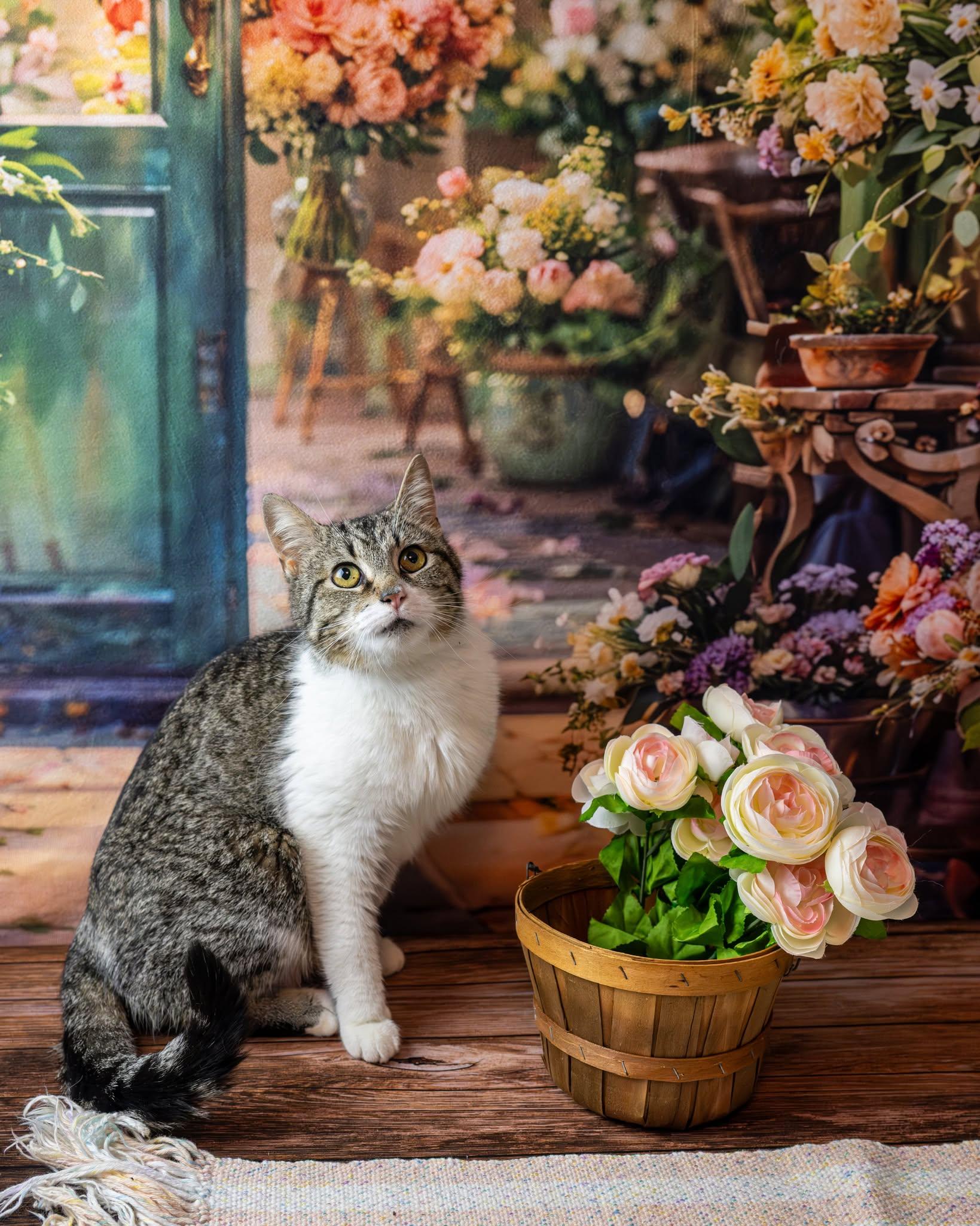 Enlarge Murphy, a ADOPTABLE Domestic Short Hair in Lapeer, MI image 4/4