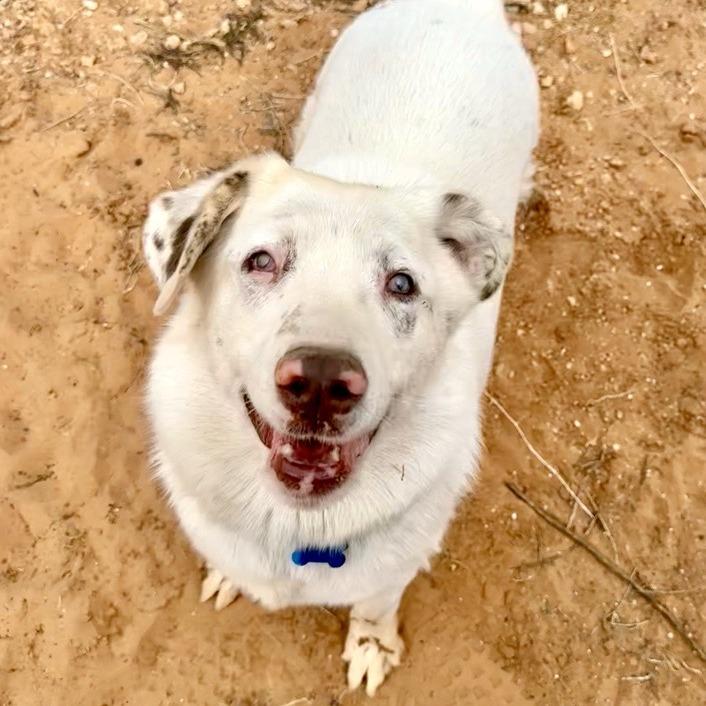 Twister, Adoptable, Adult Male Australian Shepherd & Cattle Dog.