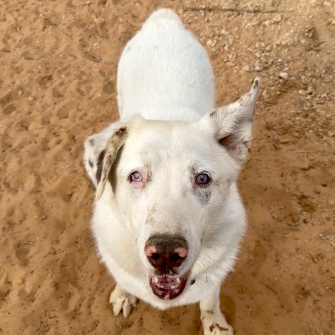 Twister, a Adoptable mixed breed in Kanab, UT image 2/3