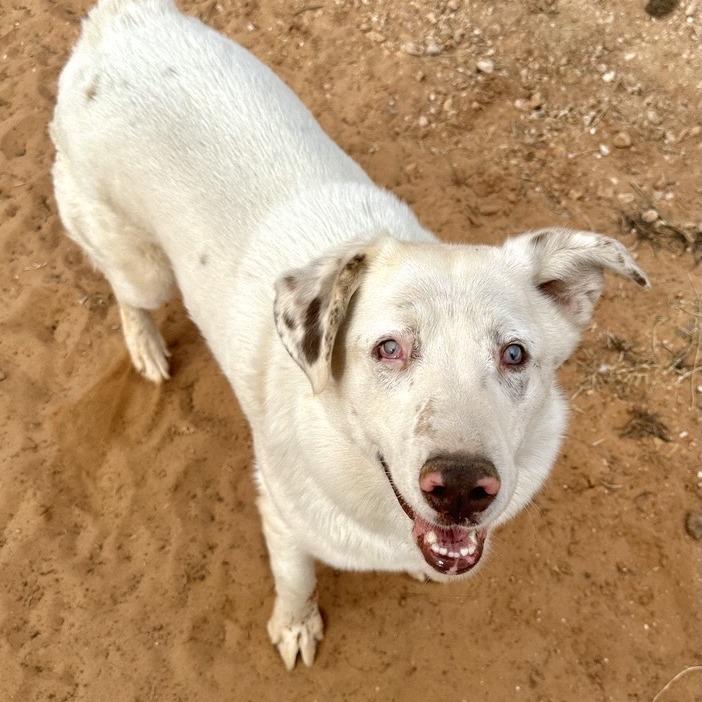 Twister, a Adoptable mixed breed in Kanab, UT image 3/3