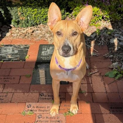Krissie, ADOPTABLE, Young Female Mixed Breed.