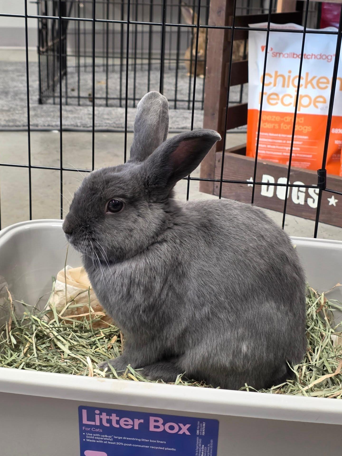 Enlarge Murphy, a ADOPTABLE mixed breed in Seymour, CT image 2/2