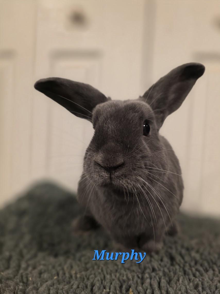 Murphy, ADOPTABLE, Adult Male Beveren.