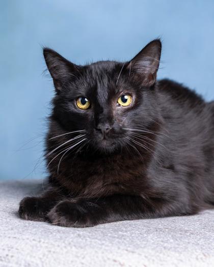 Inky, Adoptable, Kitten Male Domestic Medium Hair & Domestic Short Hair.