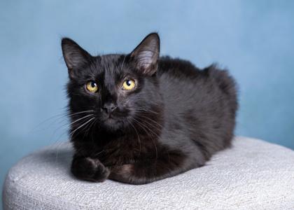Enlarge Inky, a Adoptable mixed breed in El Dorado Hills, CA image 2/2