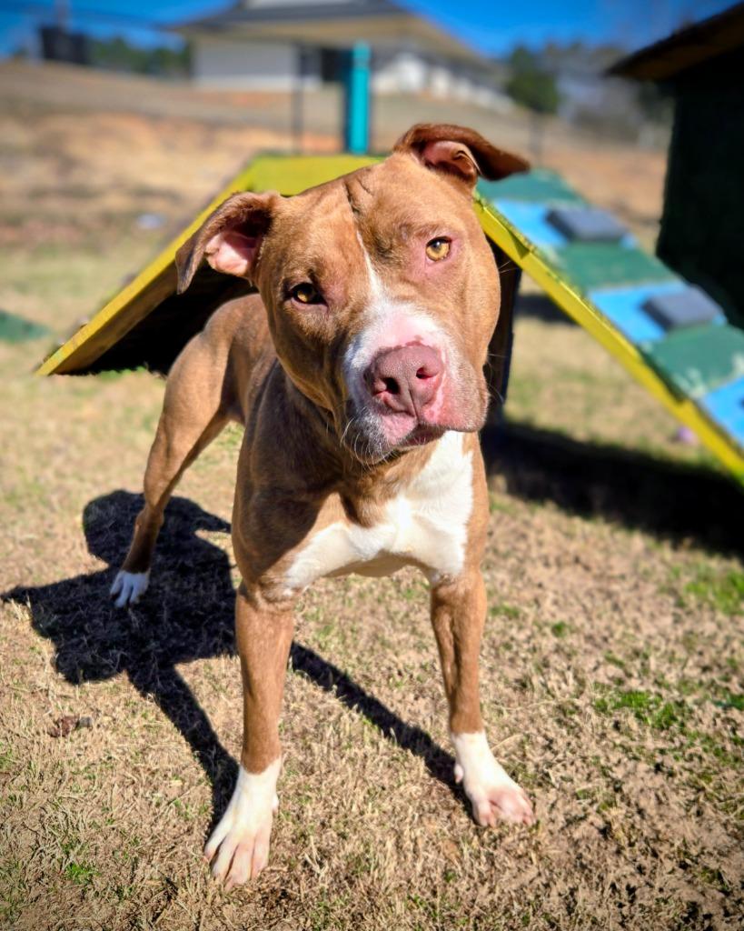Enlarge Starsky, a Adoptable Pit Bull Terrier in Douglasville, GA image 1/3