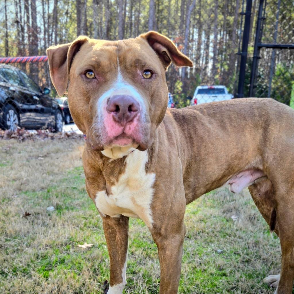 Enlarge Starsky, a Adoptable Pit Bull Terrier in Douglasville, GA image 2/3