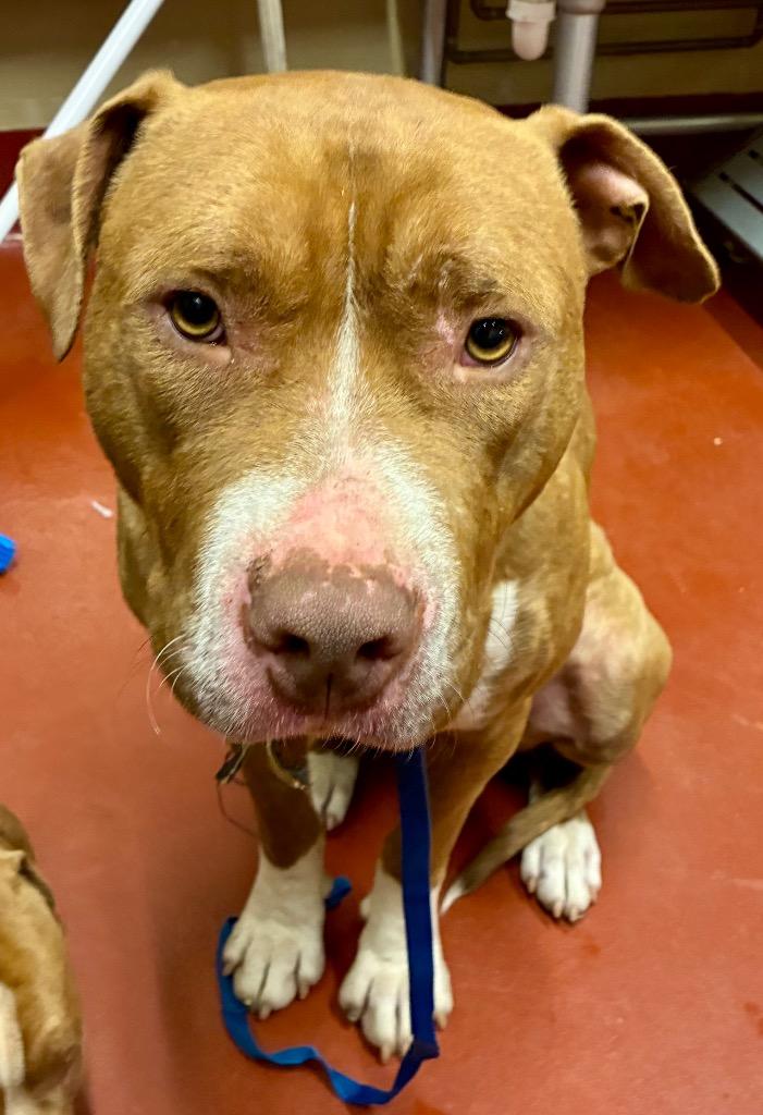 Enlarge Starsky, a Adoptable Pit Bull Terrier in Douglasville, GA image 3/3