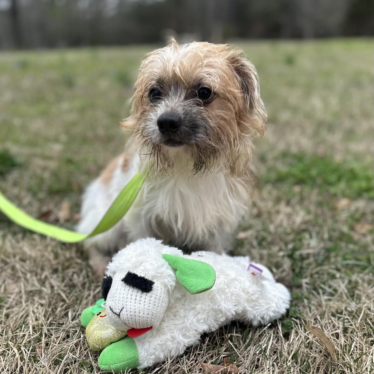 Enlarge JELLY, a Adopted Border Terrier in Locust Fork, AL image 1/3